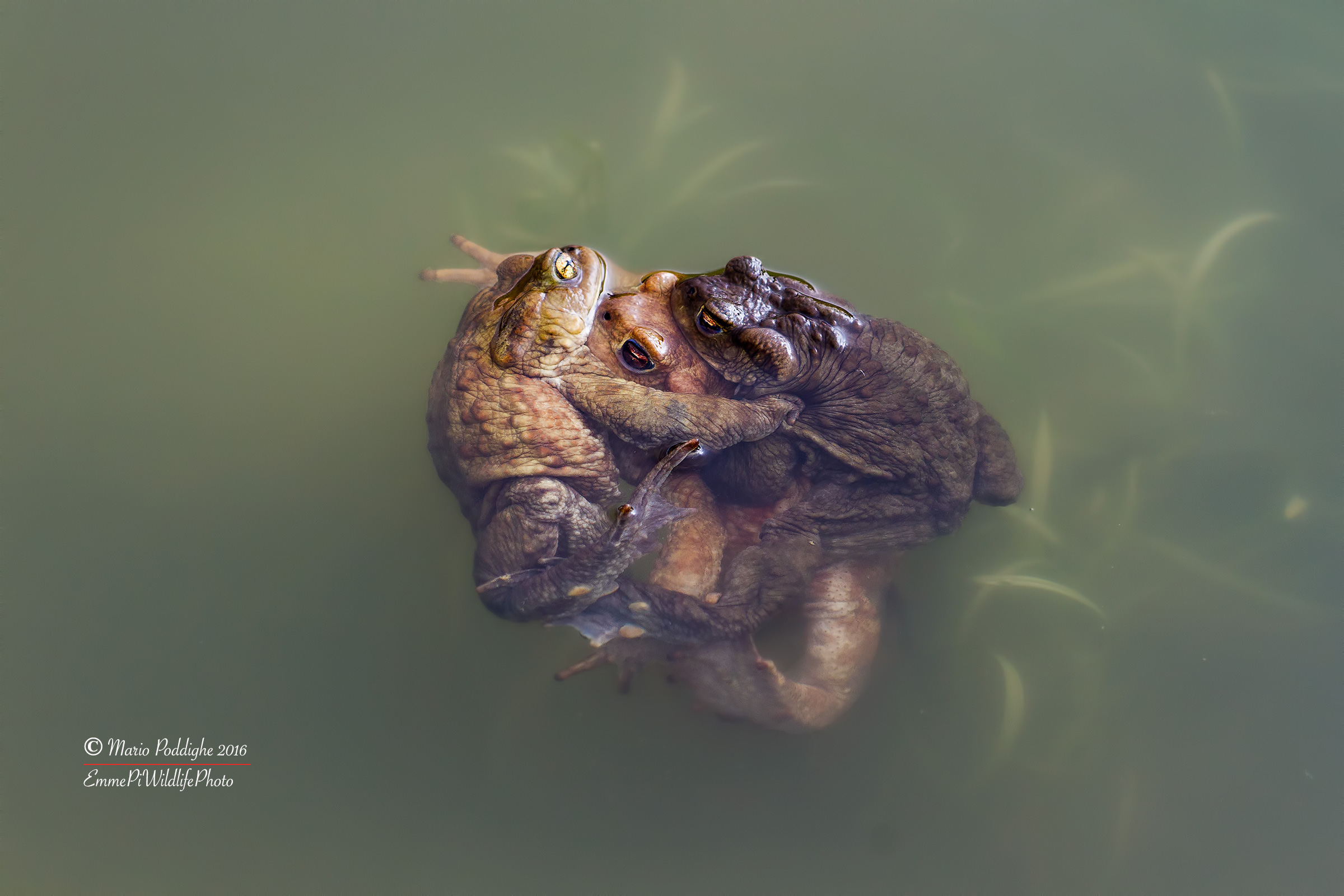 Menage a trois in the pond