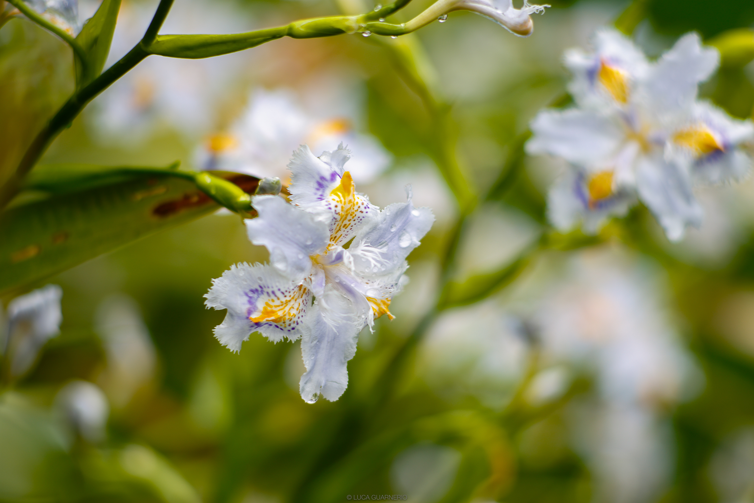 Magia e freschezza primavera 16