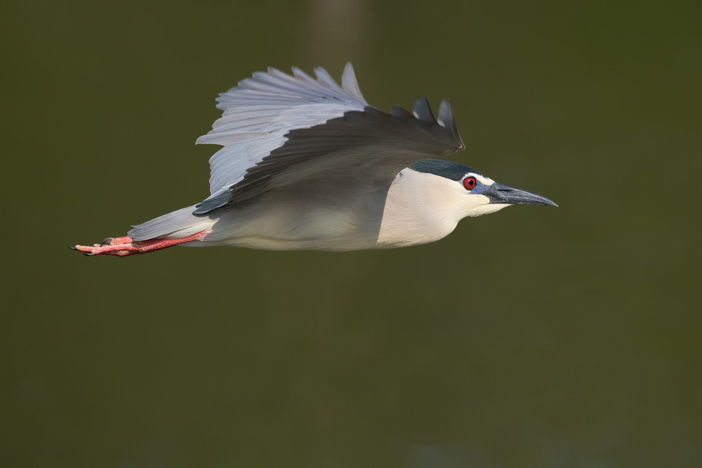 Night Heron in flight