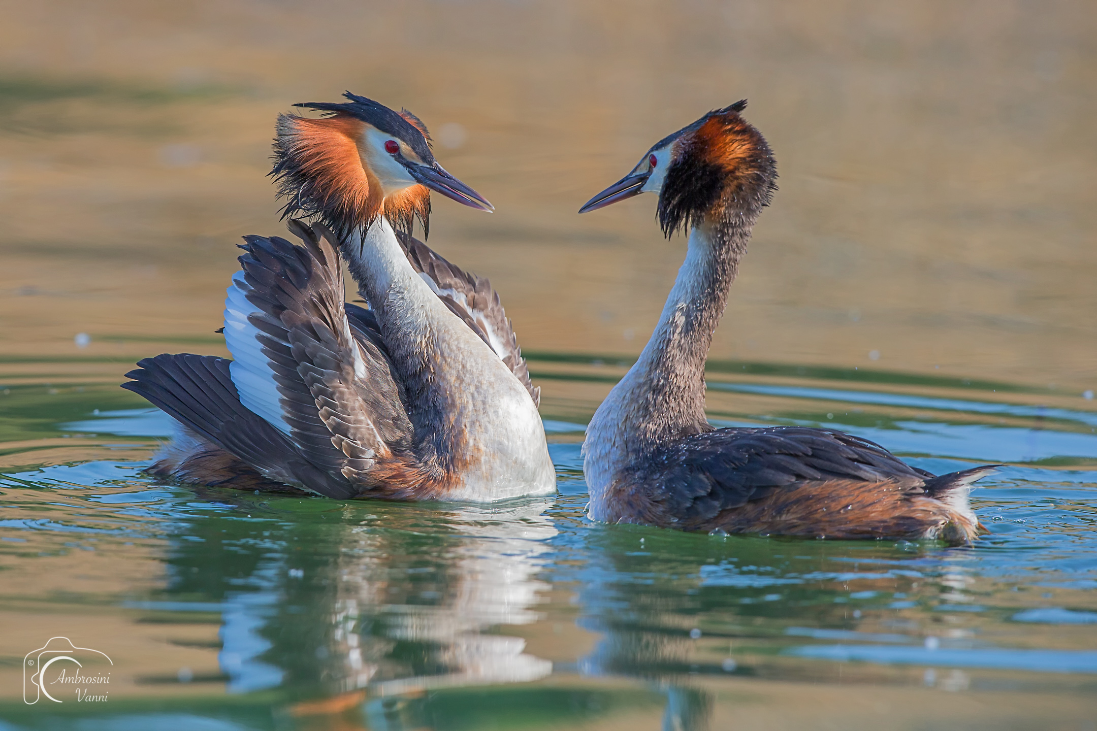 The bully and the pupa