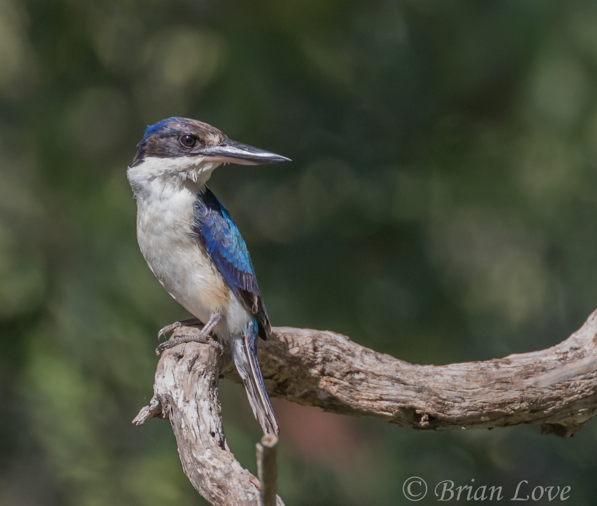 Forest Kingfisher