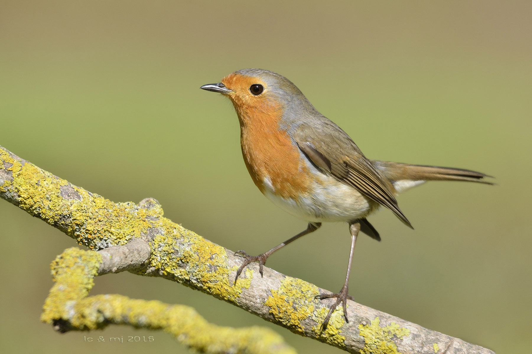 Erithacus rubecula