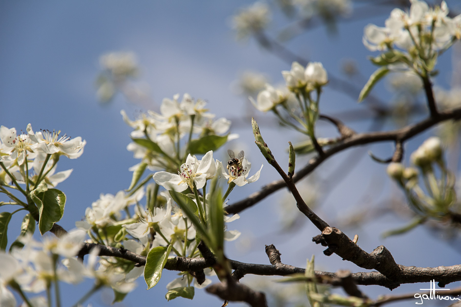 pear in bloom