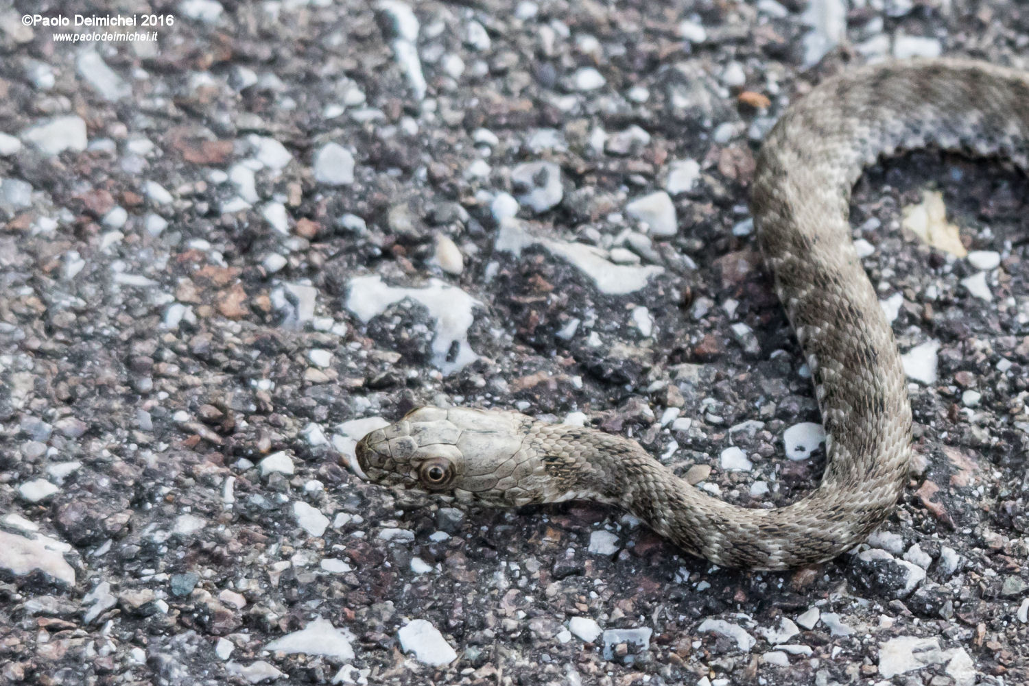 A small Natrix tessellata