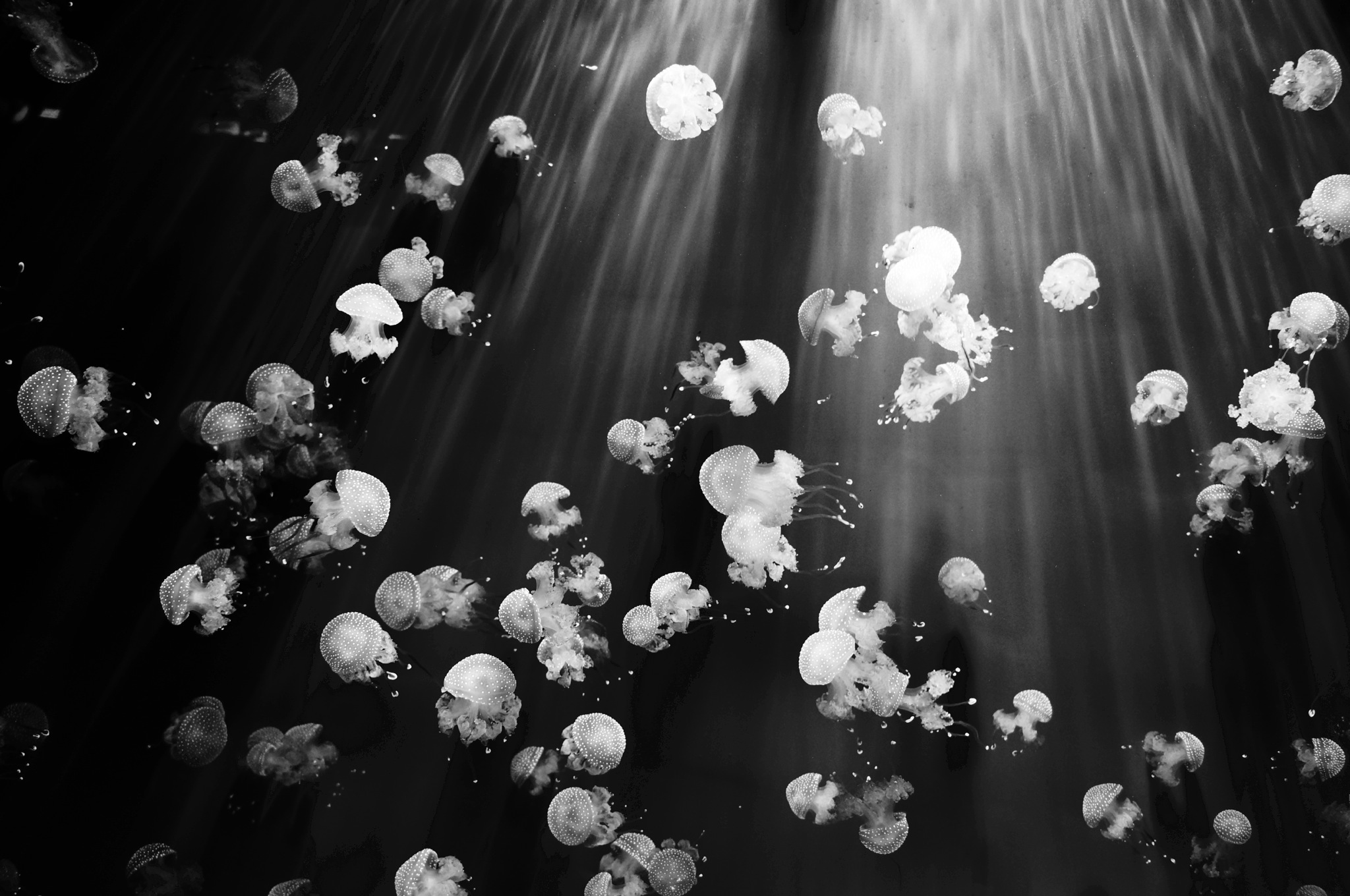 chaotically fluctuating