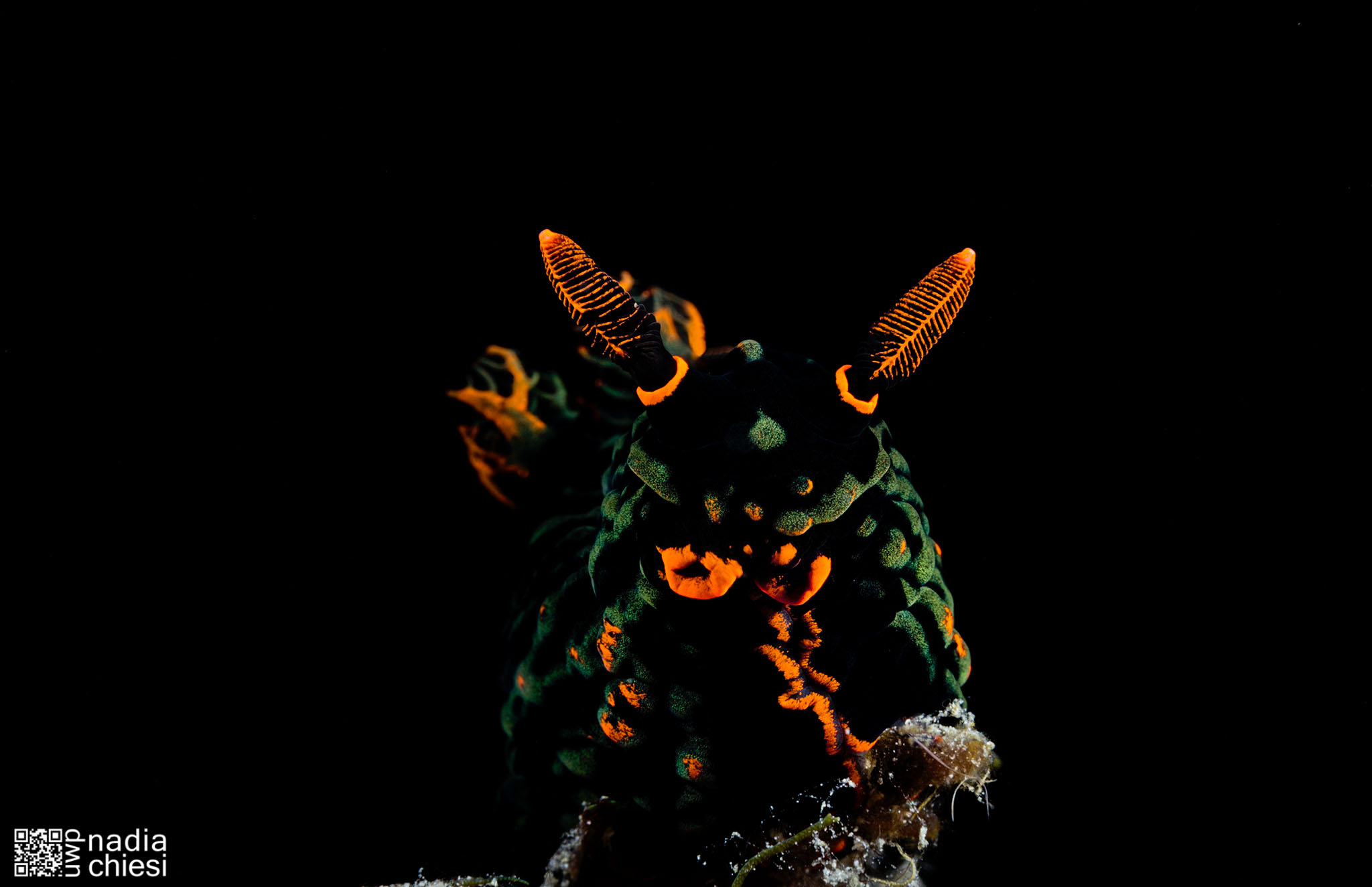 Nudibranch in Black