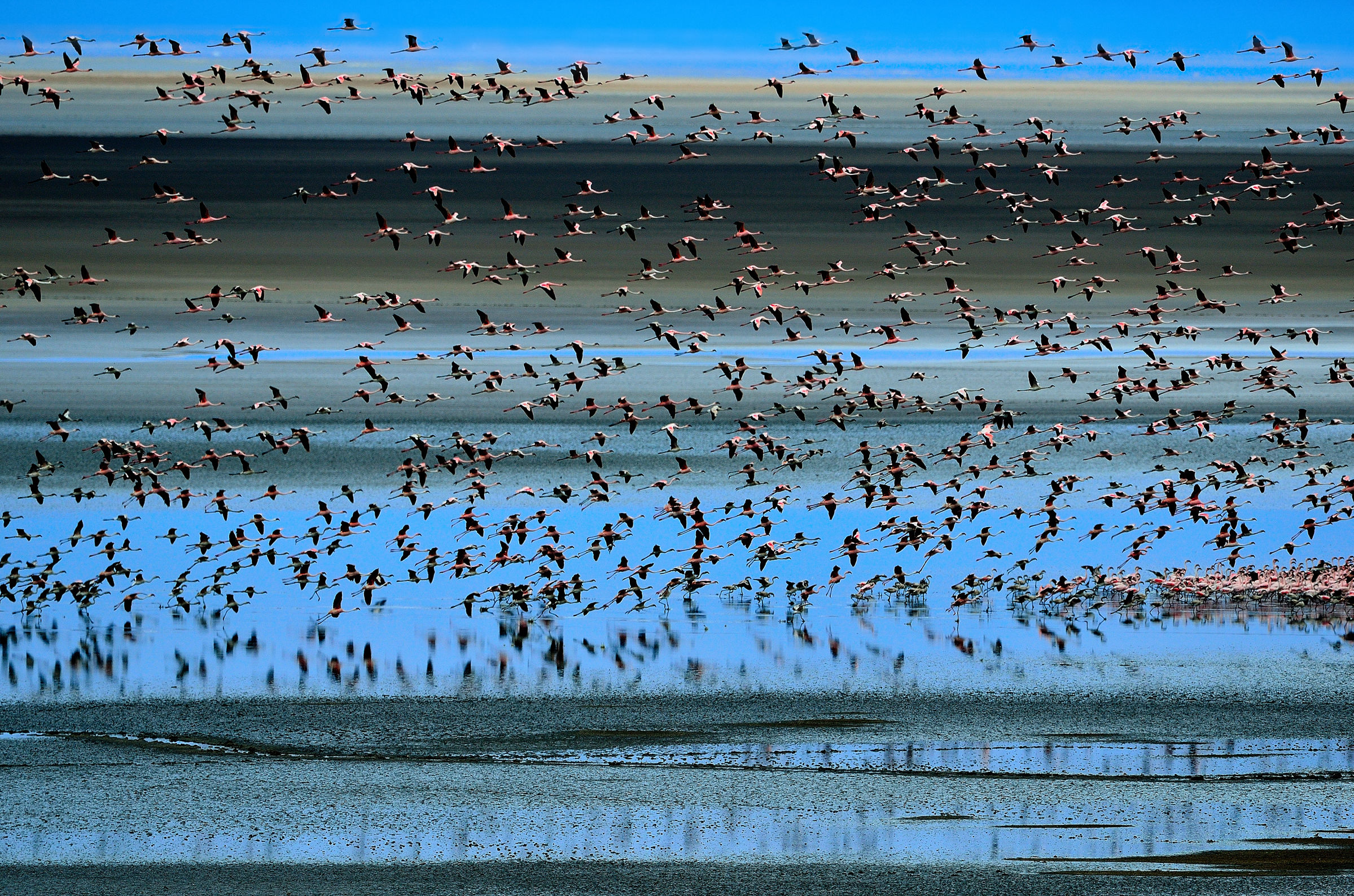 Lake Maniara - fenicotteri