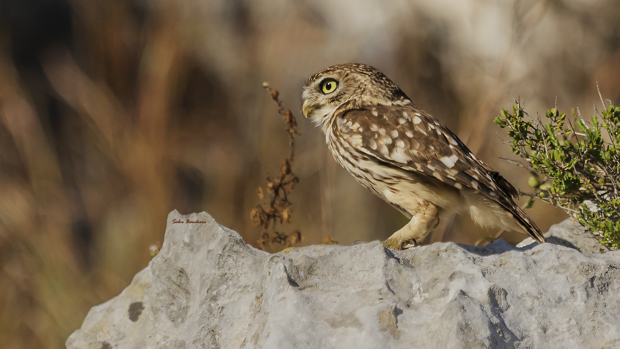 Athene noctua (Civetta)
