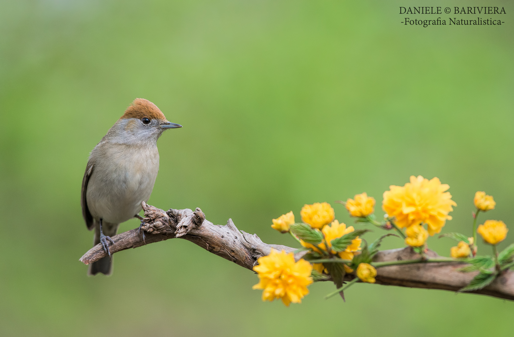 female blackcap