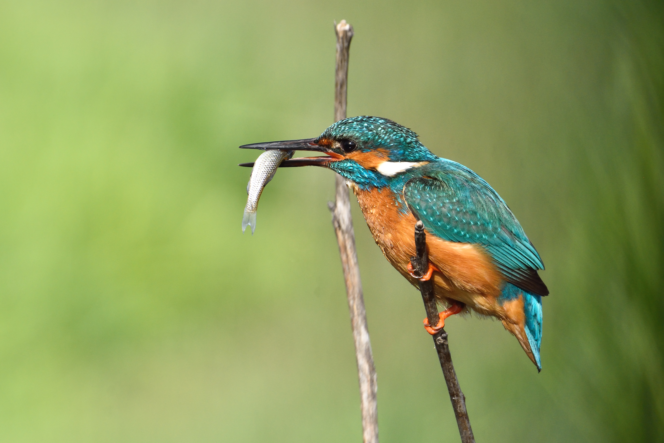 Kingfisher (Alcedo atthis)
