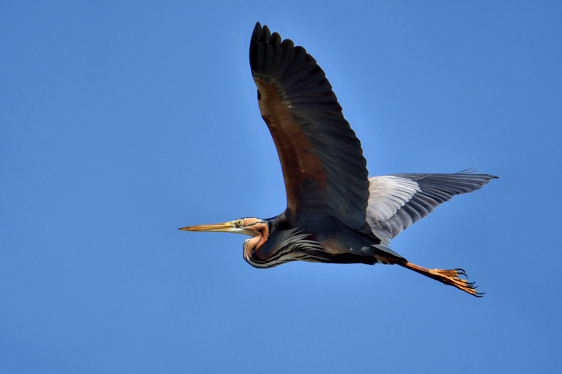 Airone rosso (Ardea purpurea)