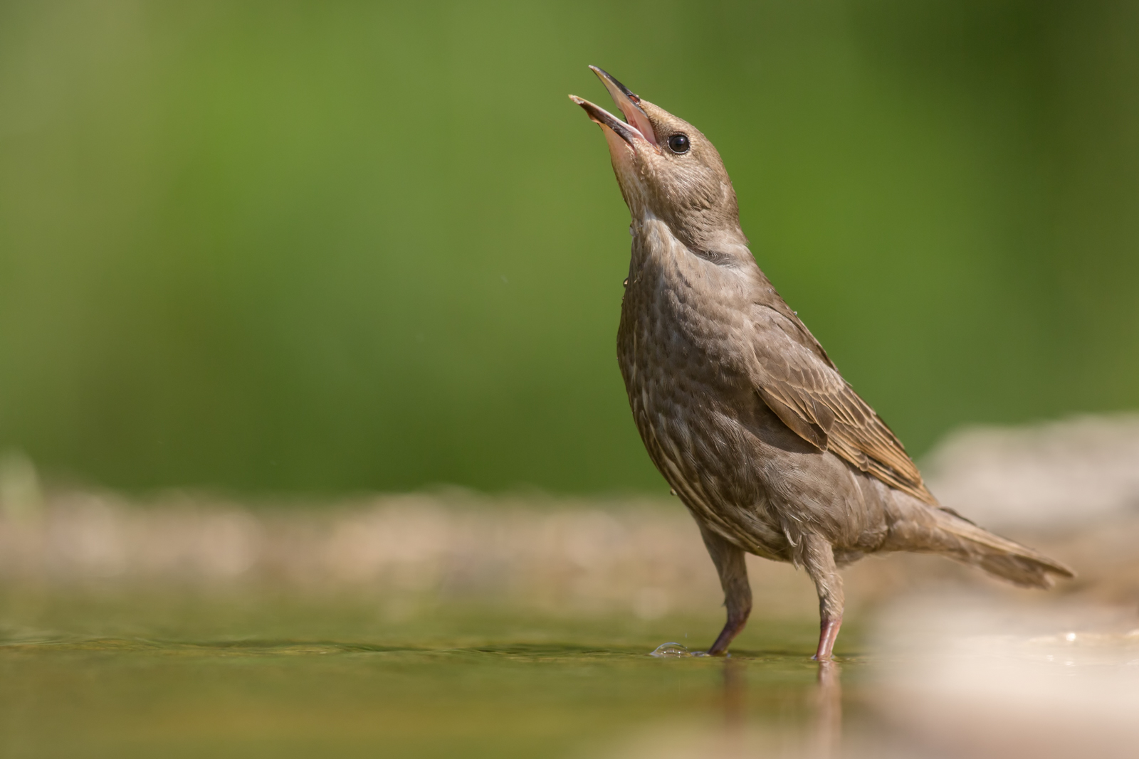 The singing of the young starling