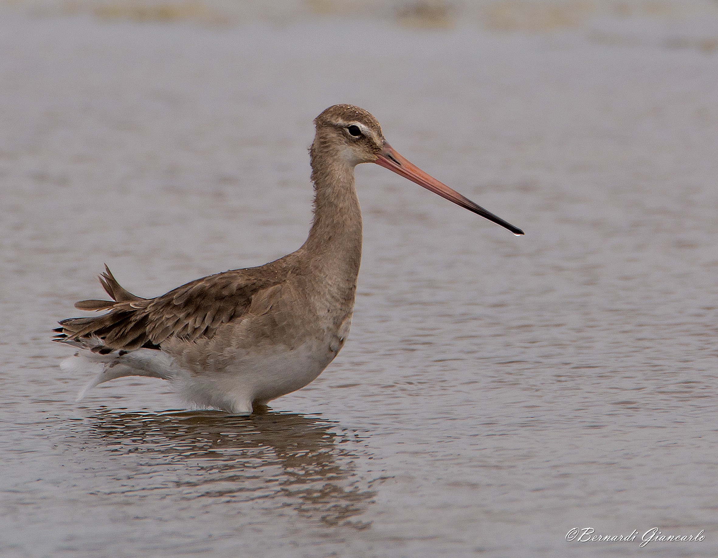 Godwit