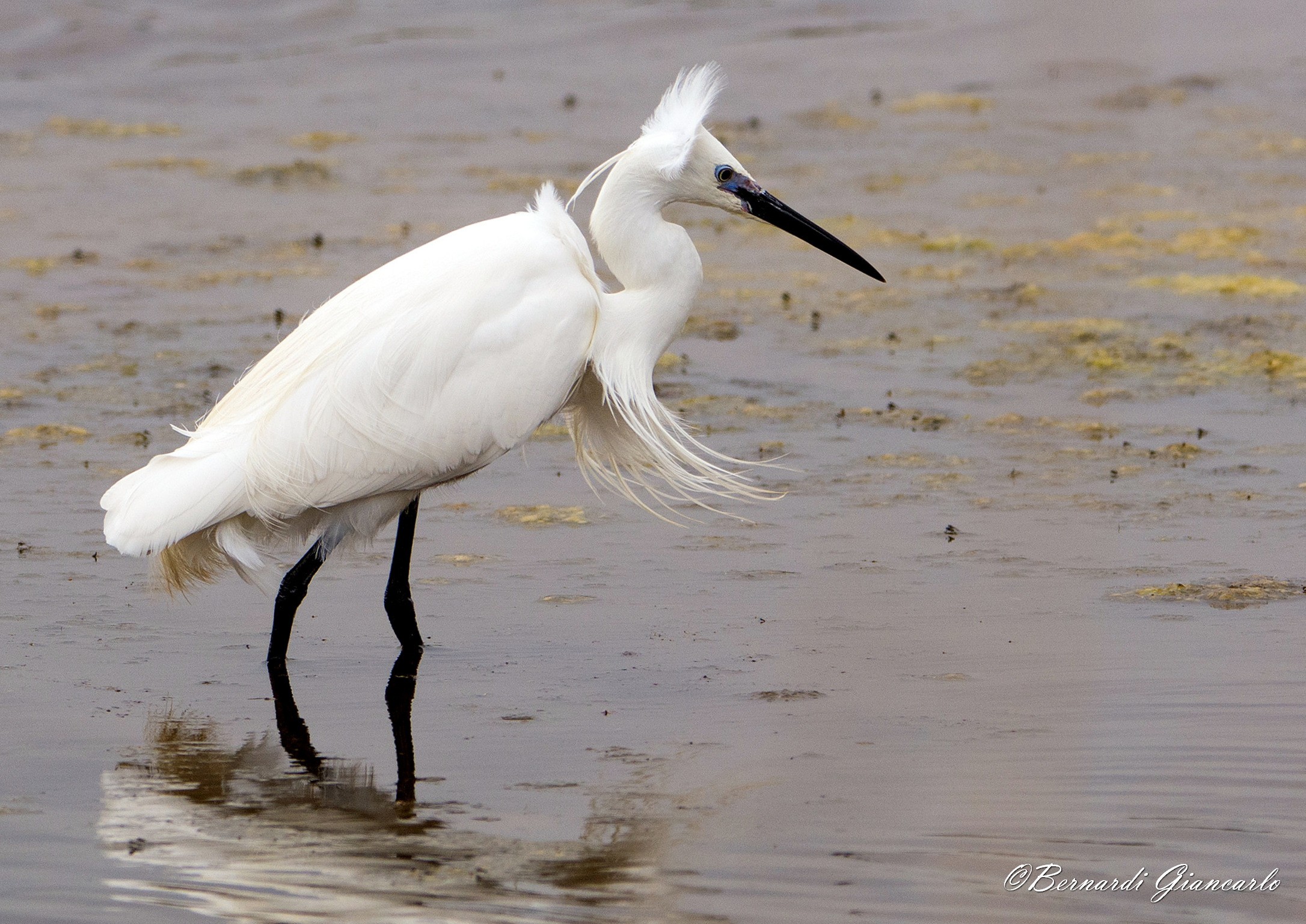 Egret disheveled.