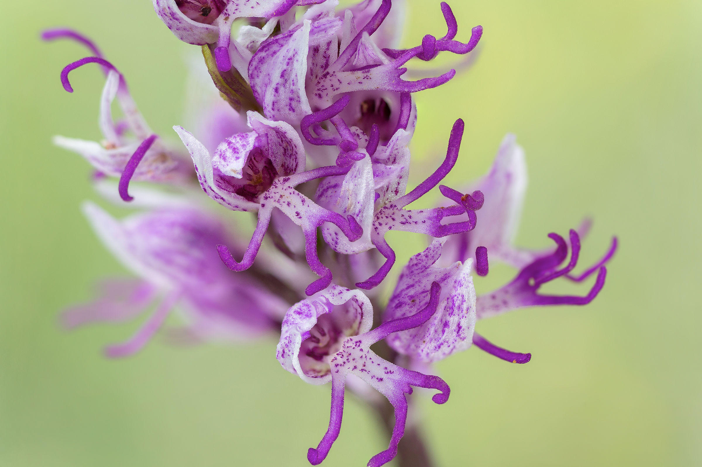 Orchis simia
