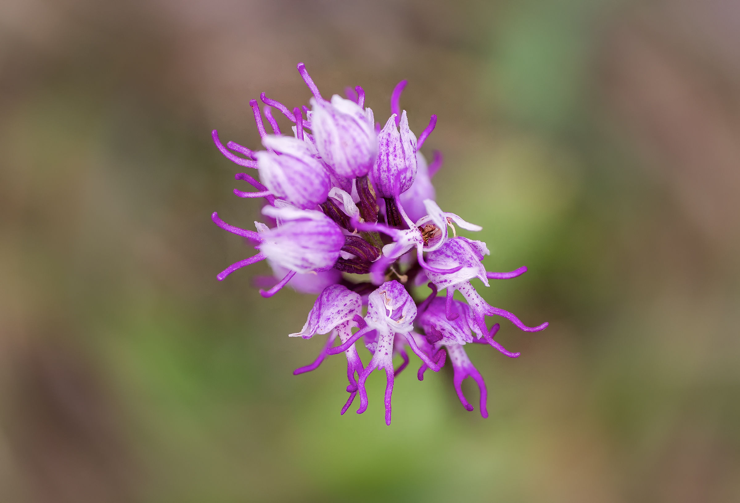 Orchis simia