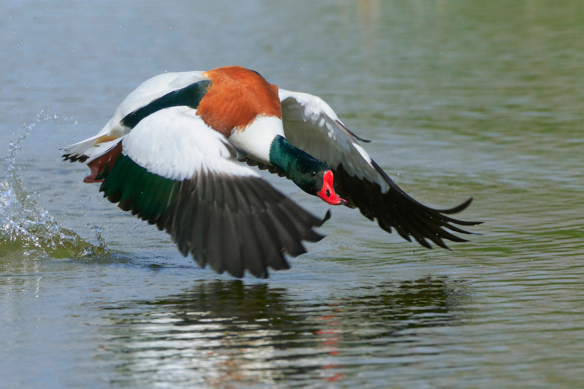 shelduck