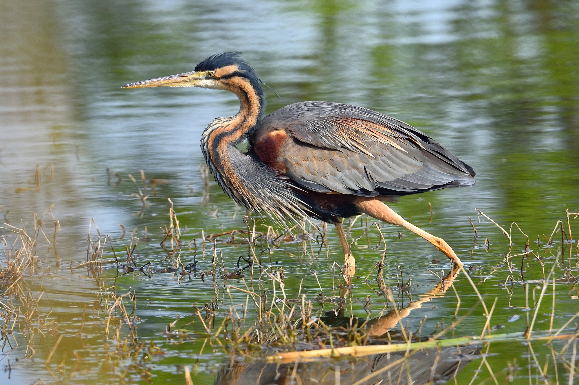 Purple Heron in fishing