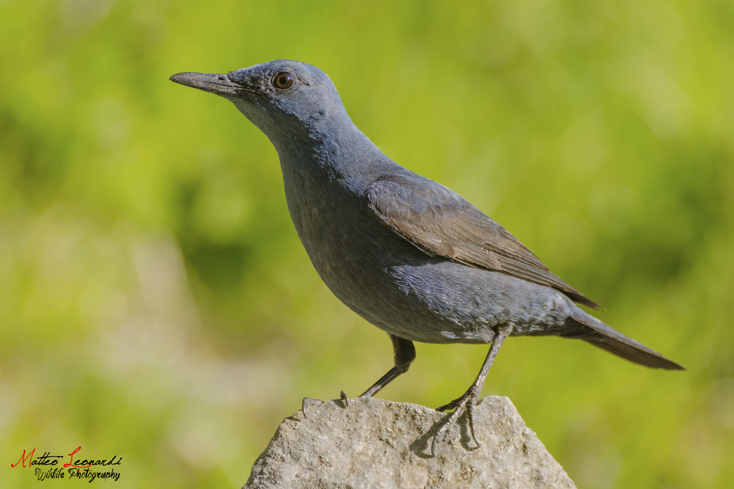 Passero Solitario - Alpi Apuane
