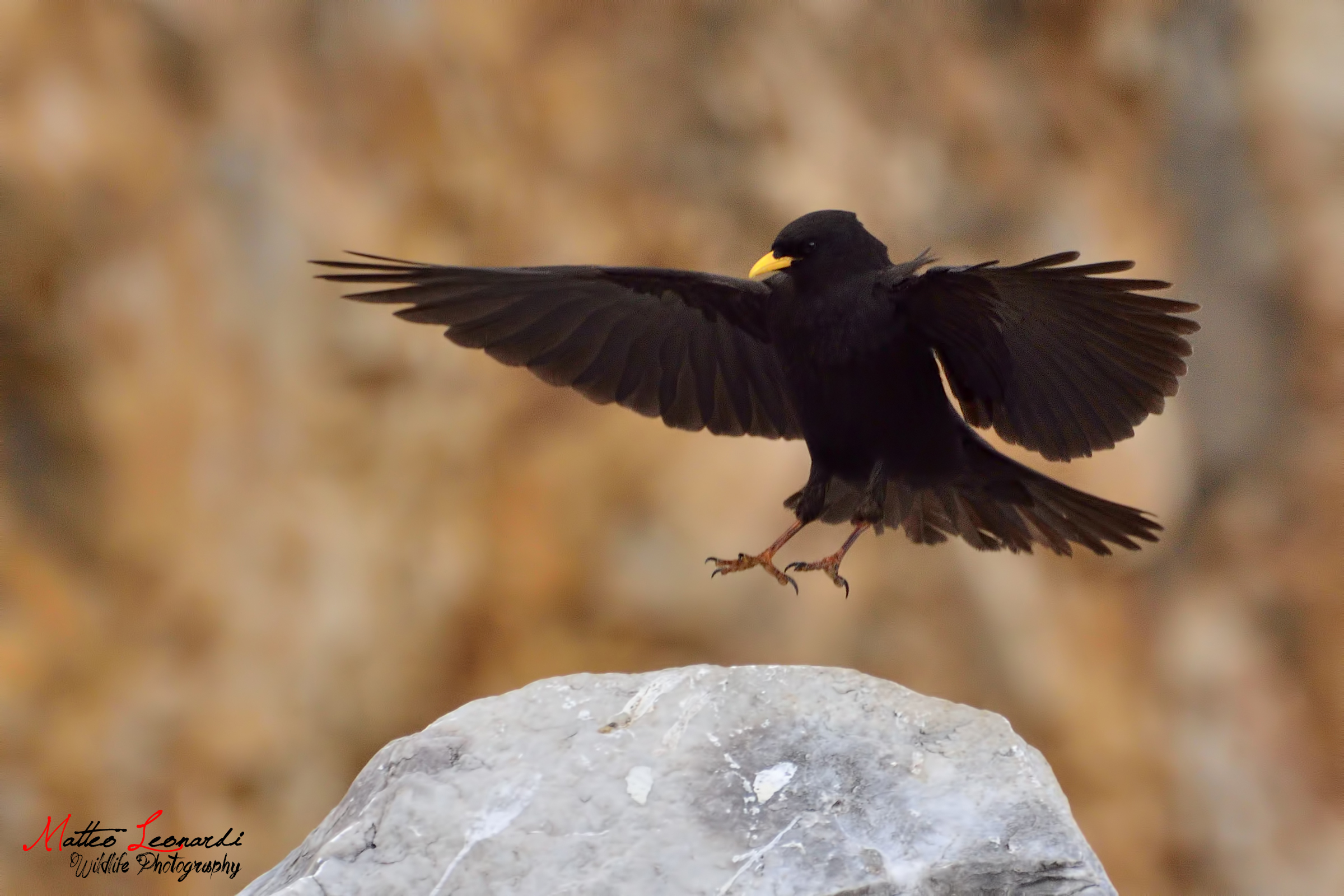 Gracchio Alpino - Alpi Apuane