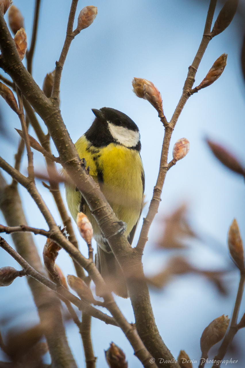 Tit that chatter ...