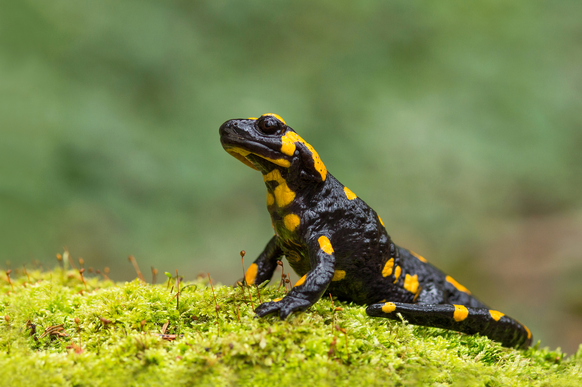 Salamandra salamandra
