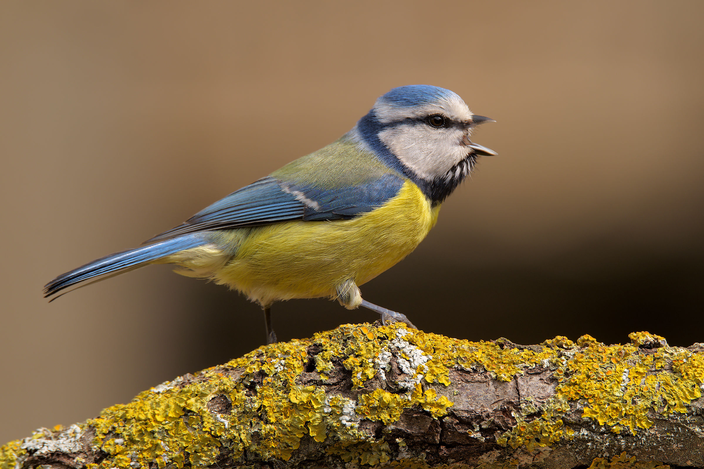 Cinciarella incaxxata