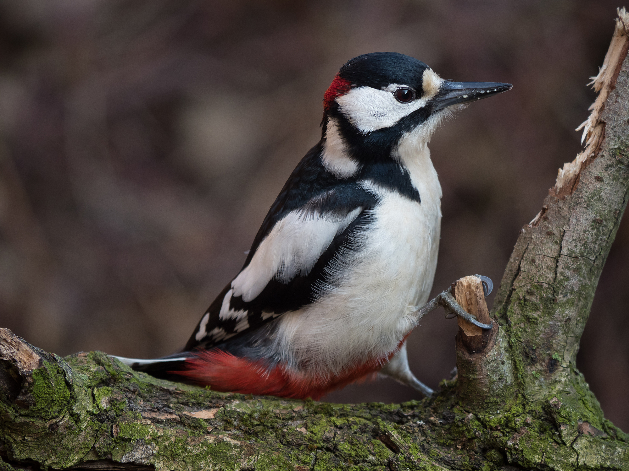 Picchio Rosso Maggiore (maschio)