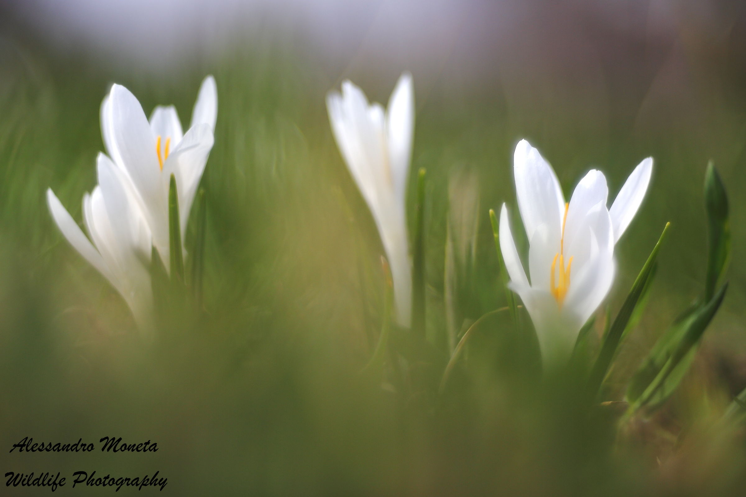 Crocus
