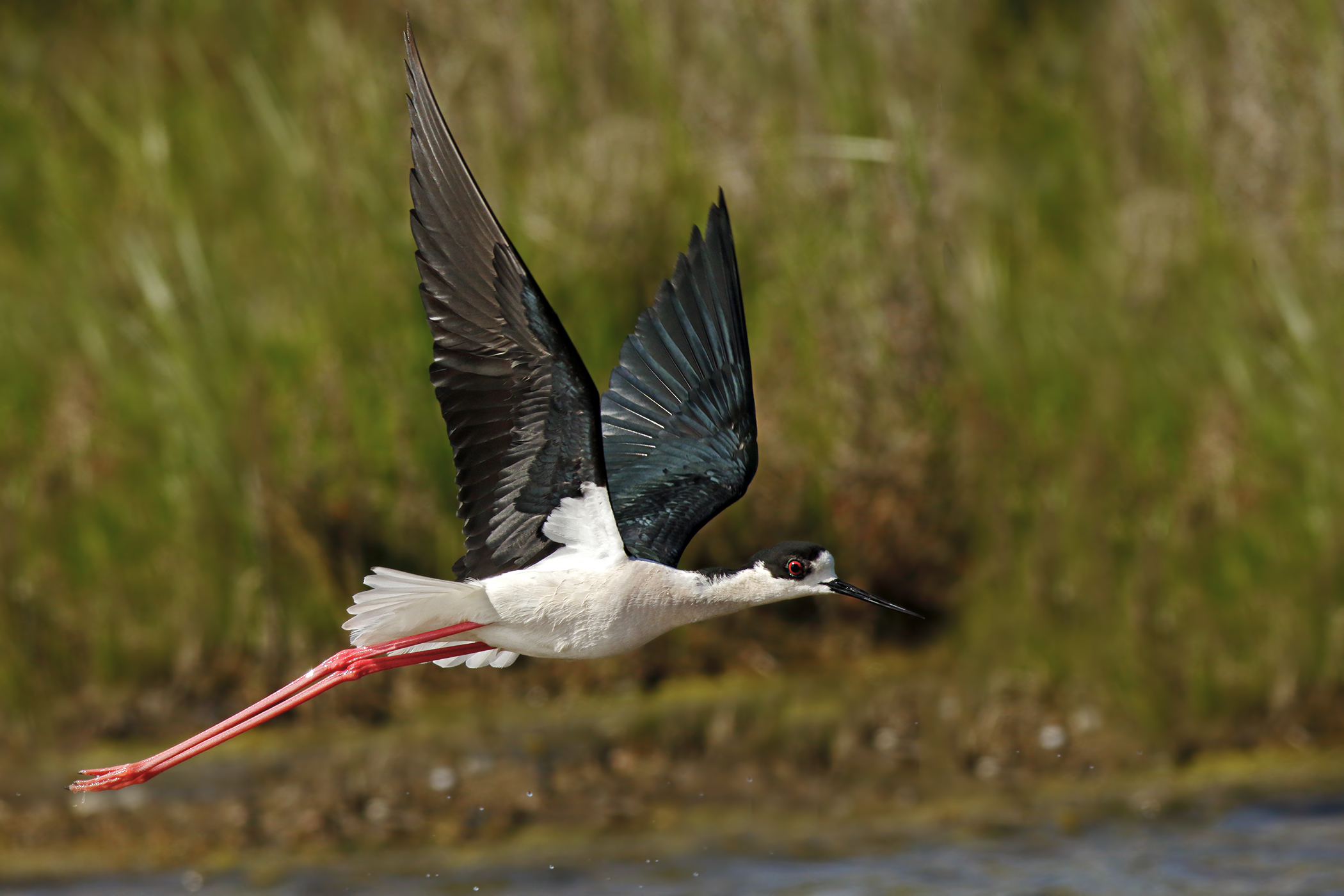 Knight of Italy in flight