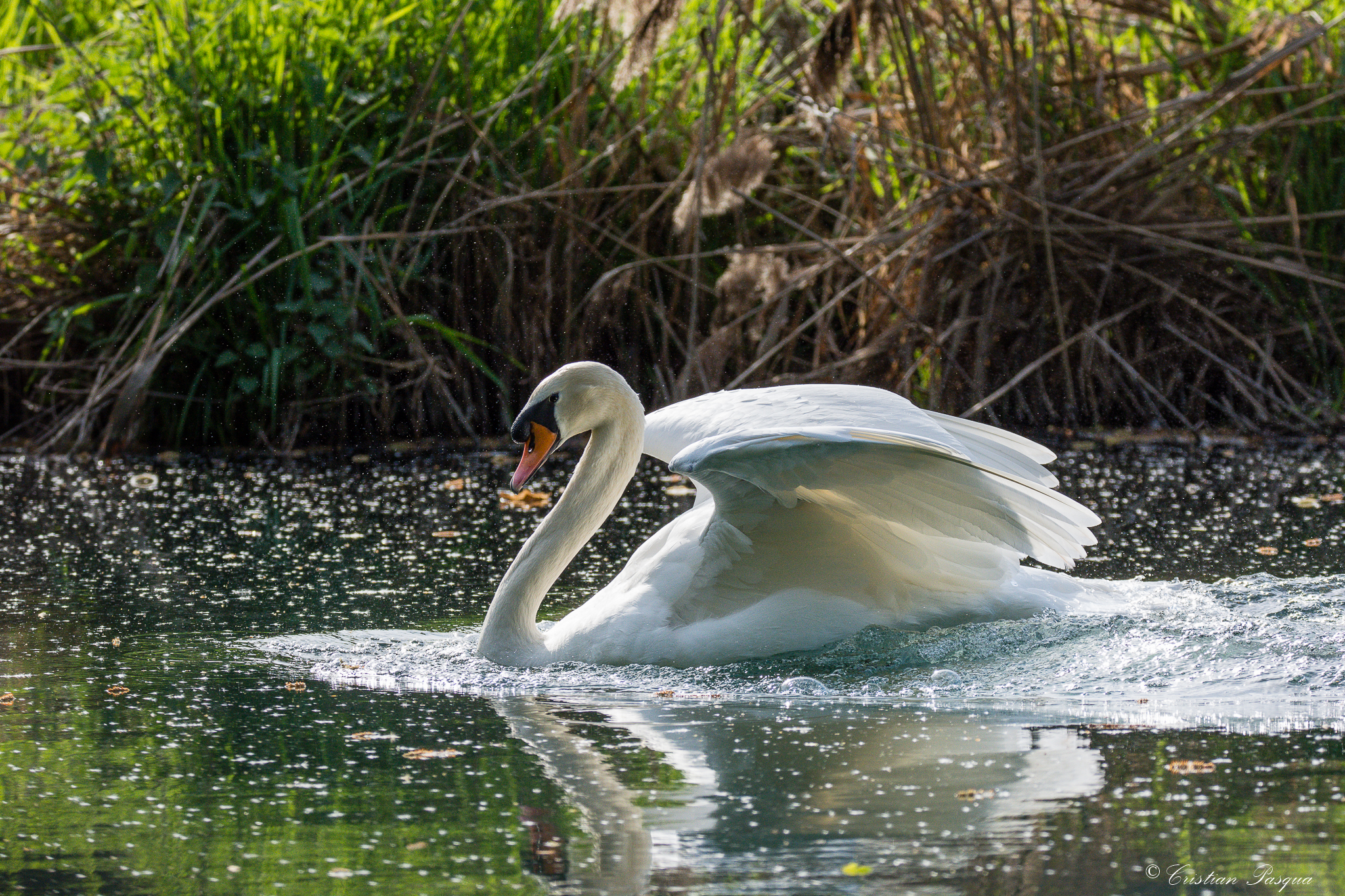 L'atterraggio del cigno
