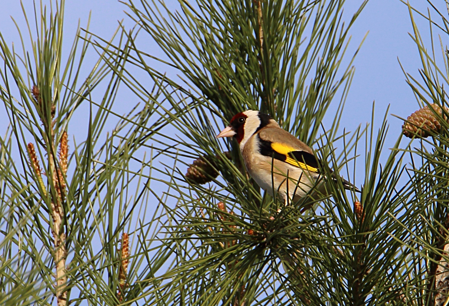 Goldfinch