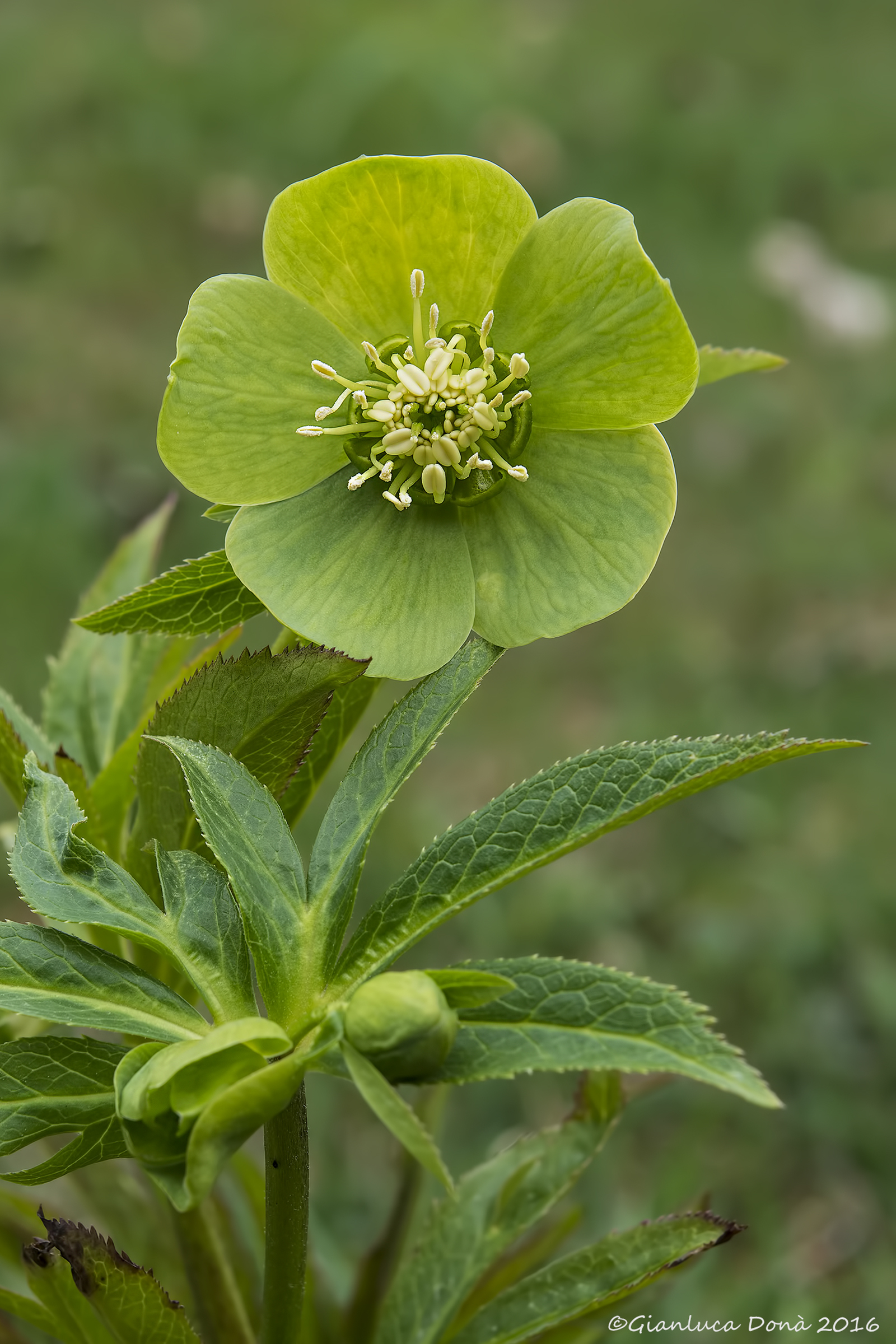 Helleborus viridis L. 1753