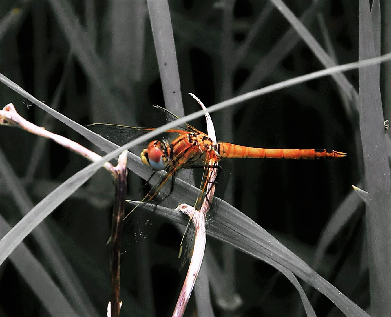 la libellula