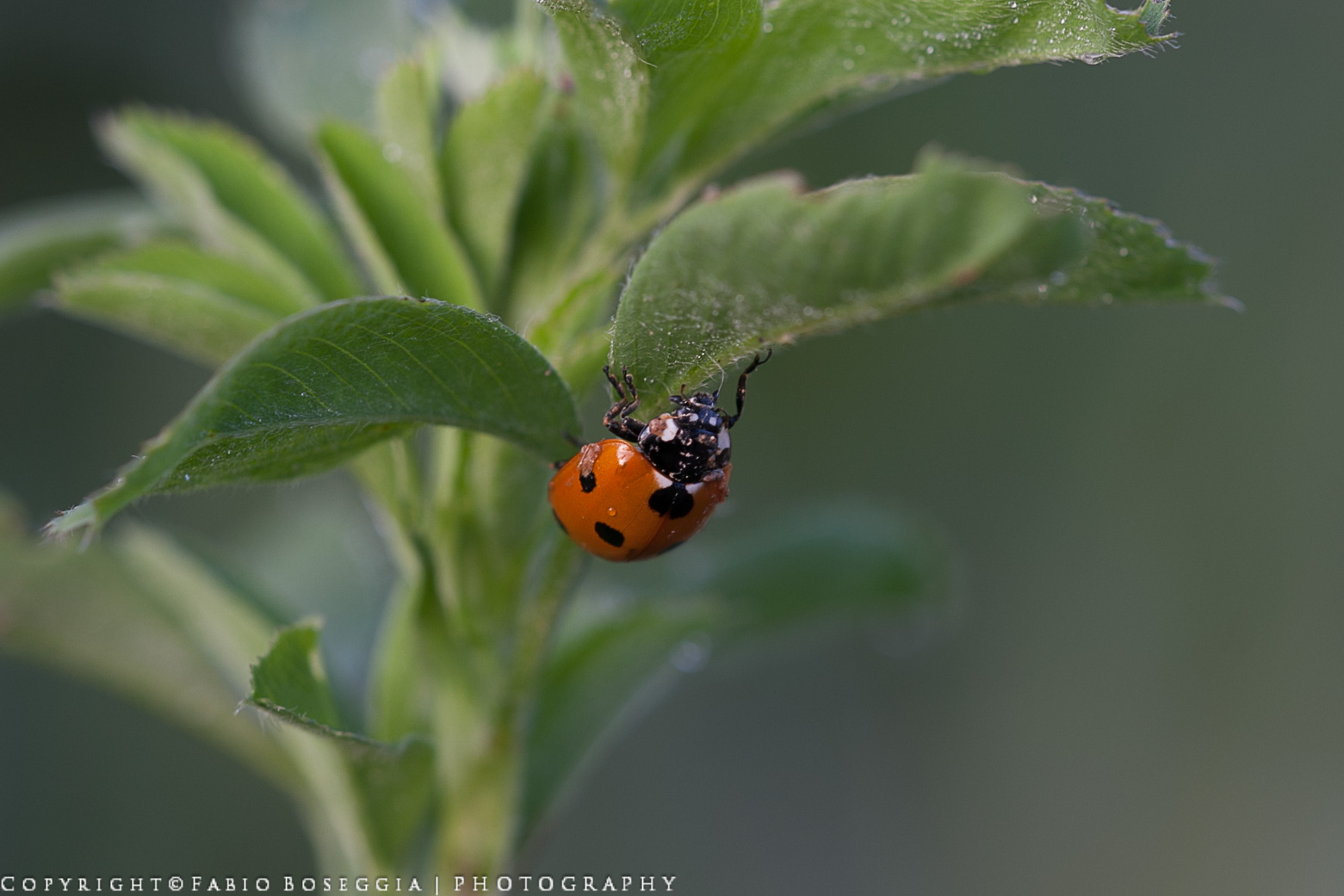Coccinella