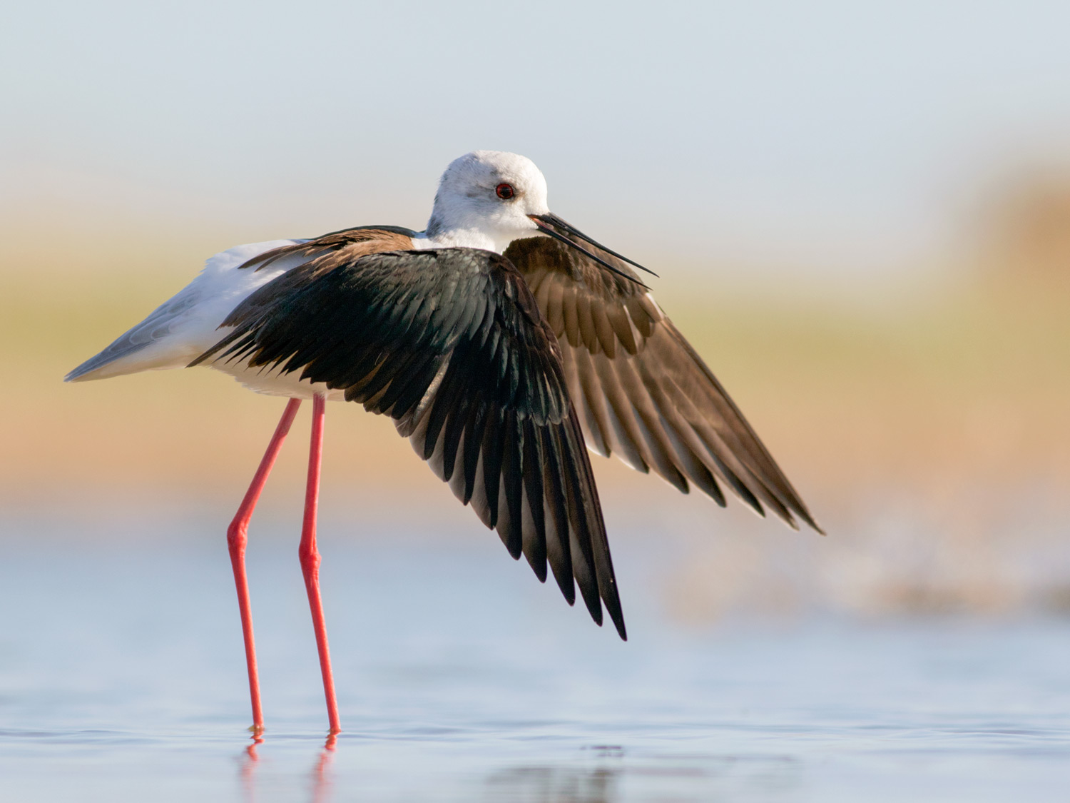 Direttore d'orchestra