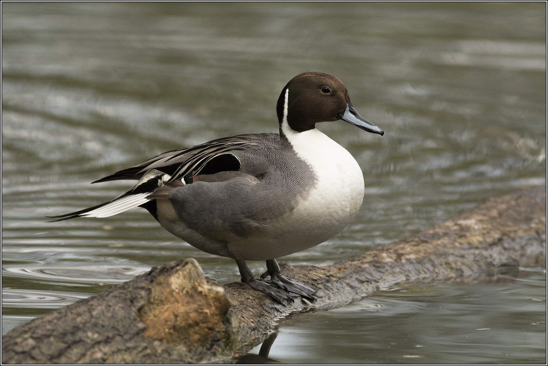 other laying wreaths