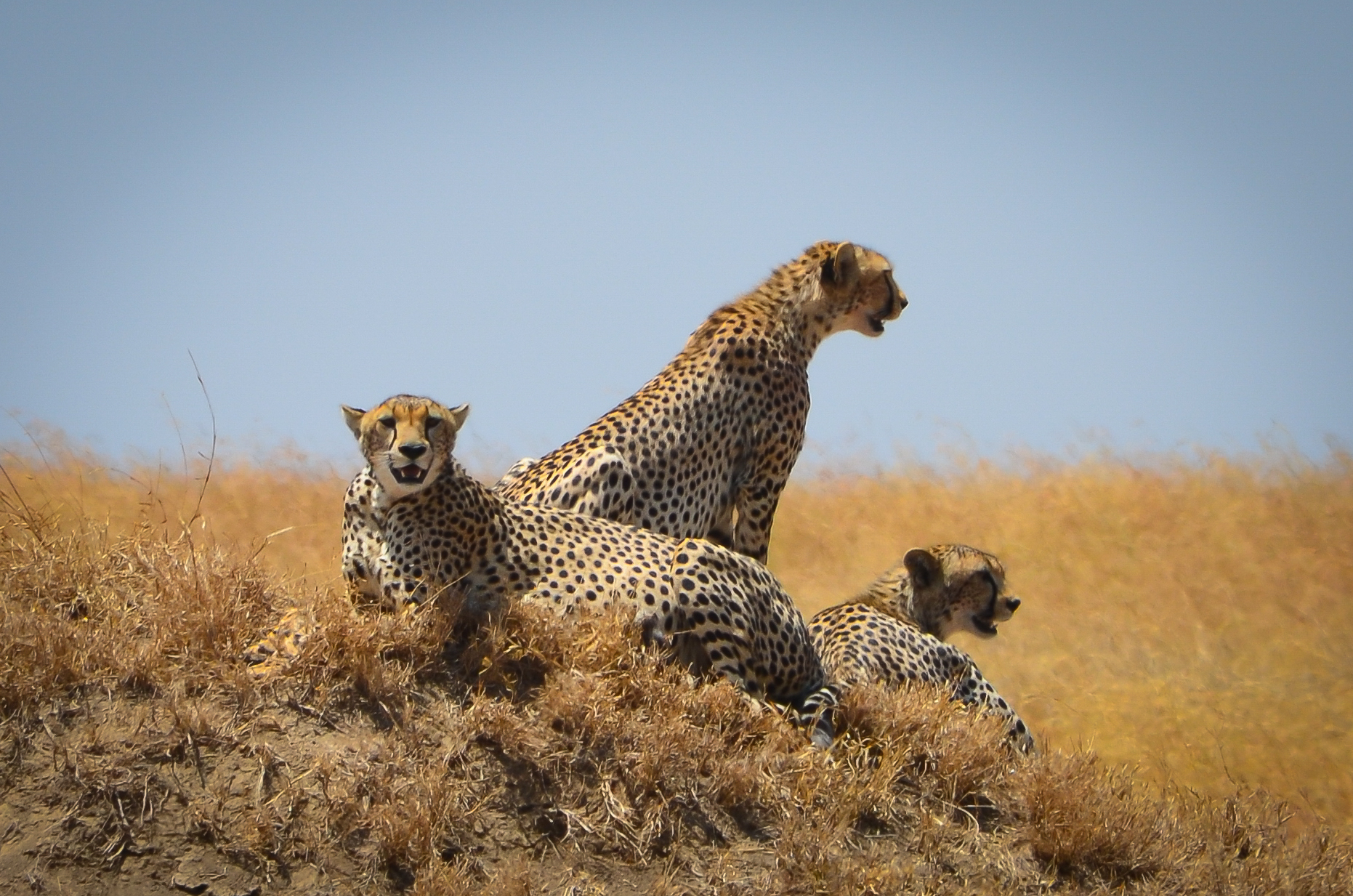Cheetah in Serengeti
