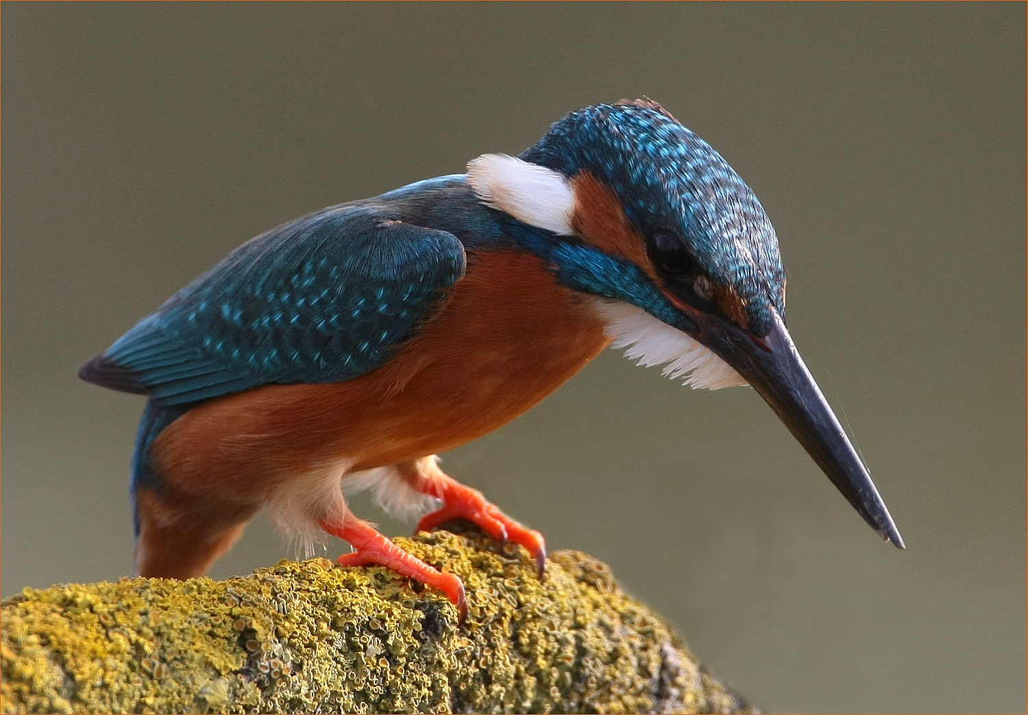 Kingfisher ,, ,,