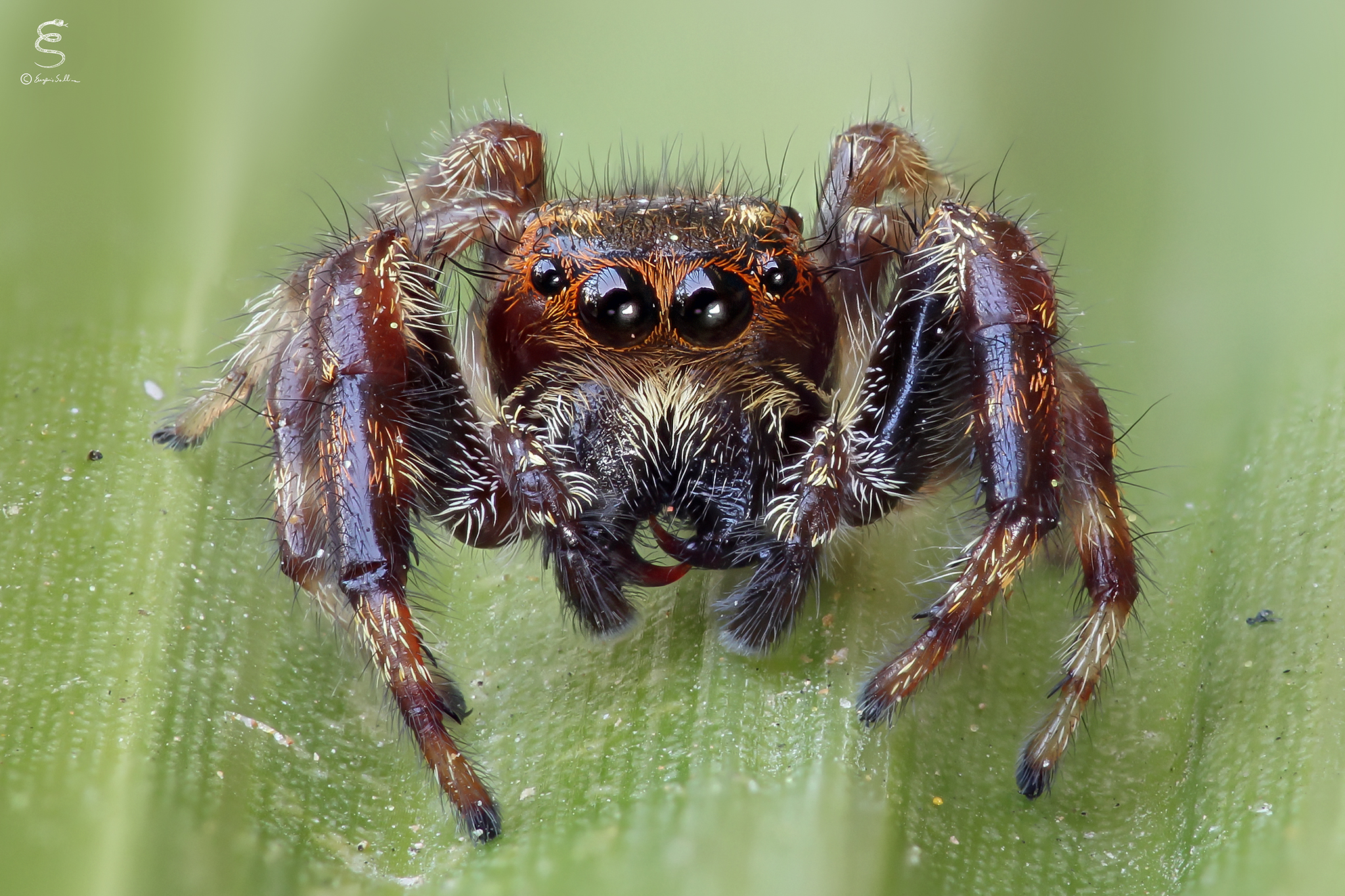 macaroeris nidicolens