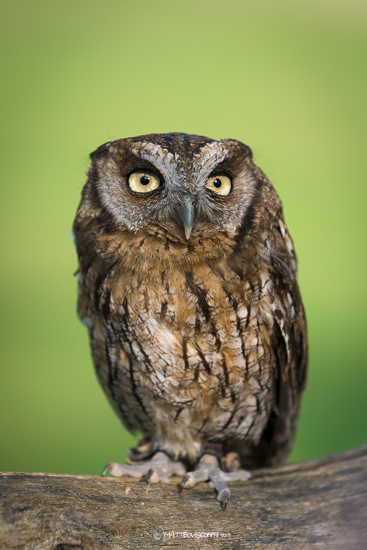 owl