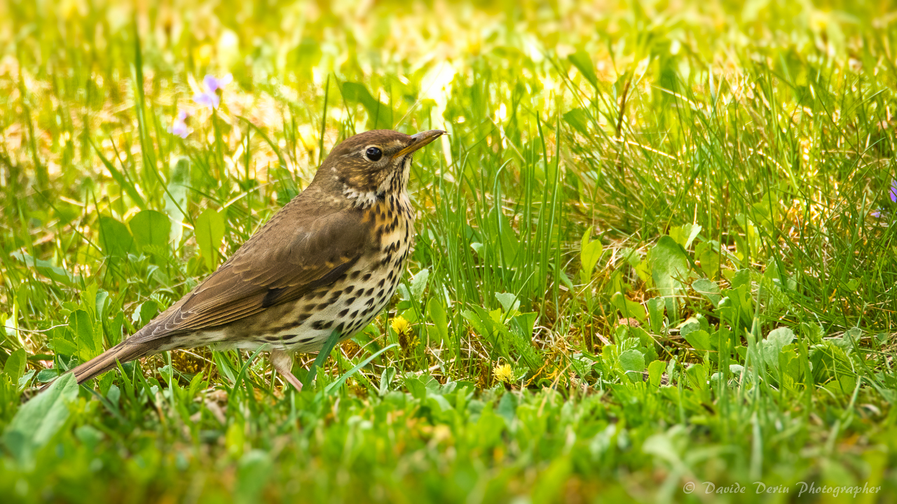 Pipit in the garden