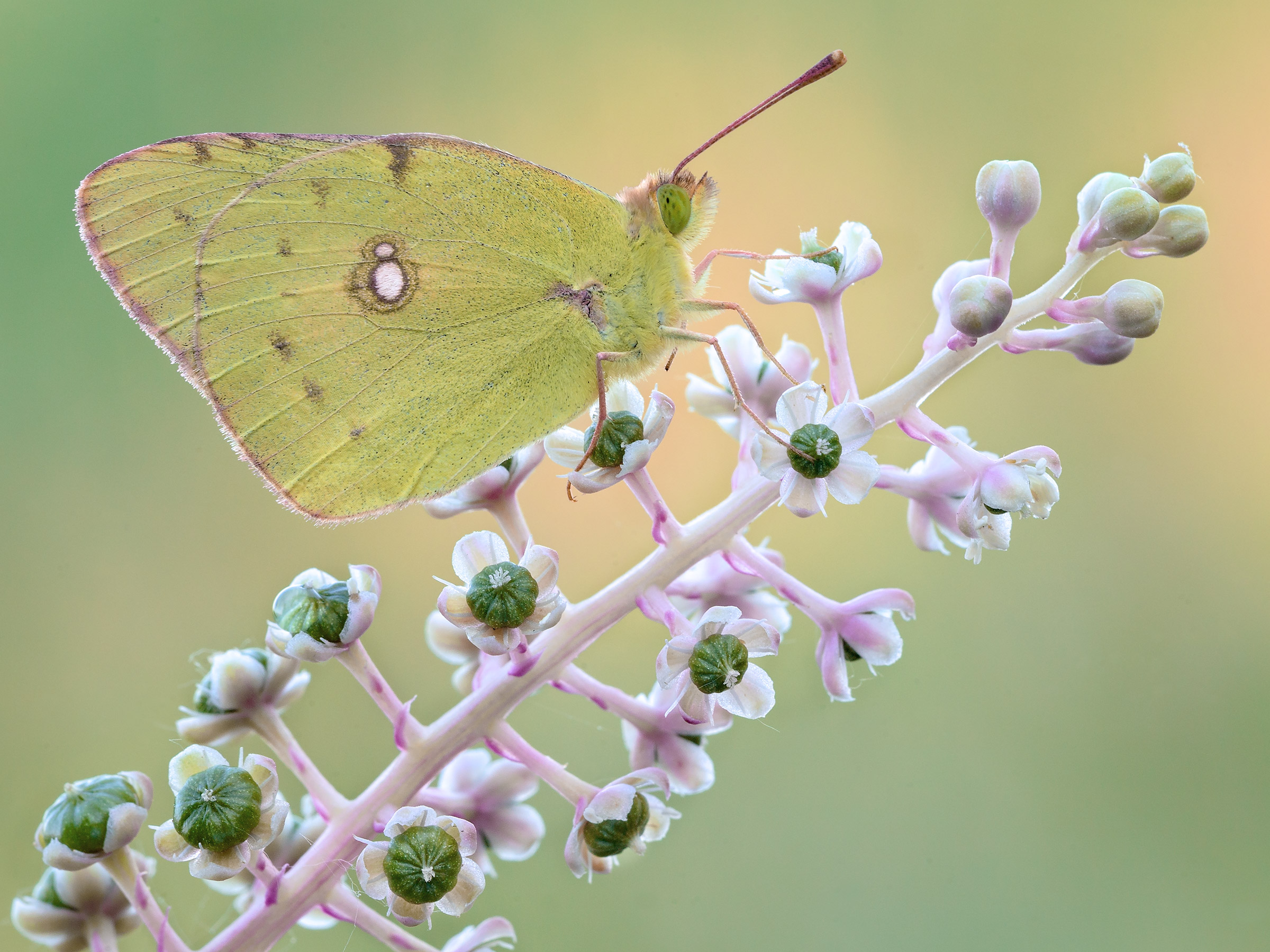 Colias crocea