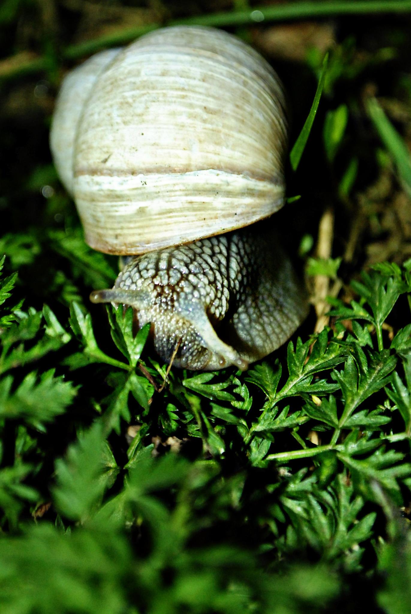 chioccetta in the woods