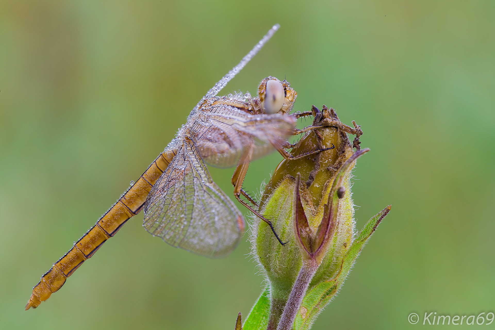 Orthetrum coerulescens