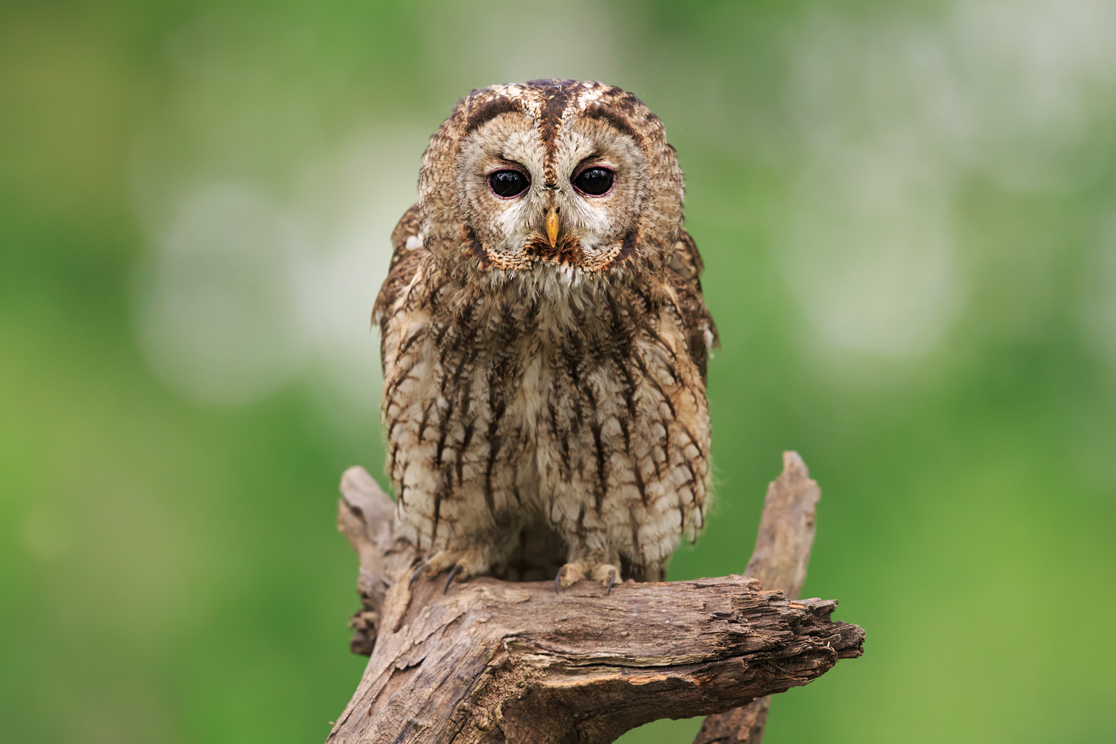 The king of the forest.