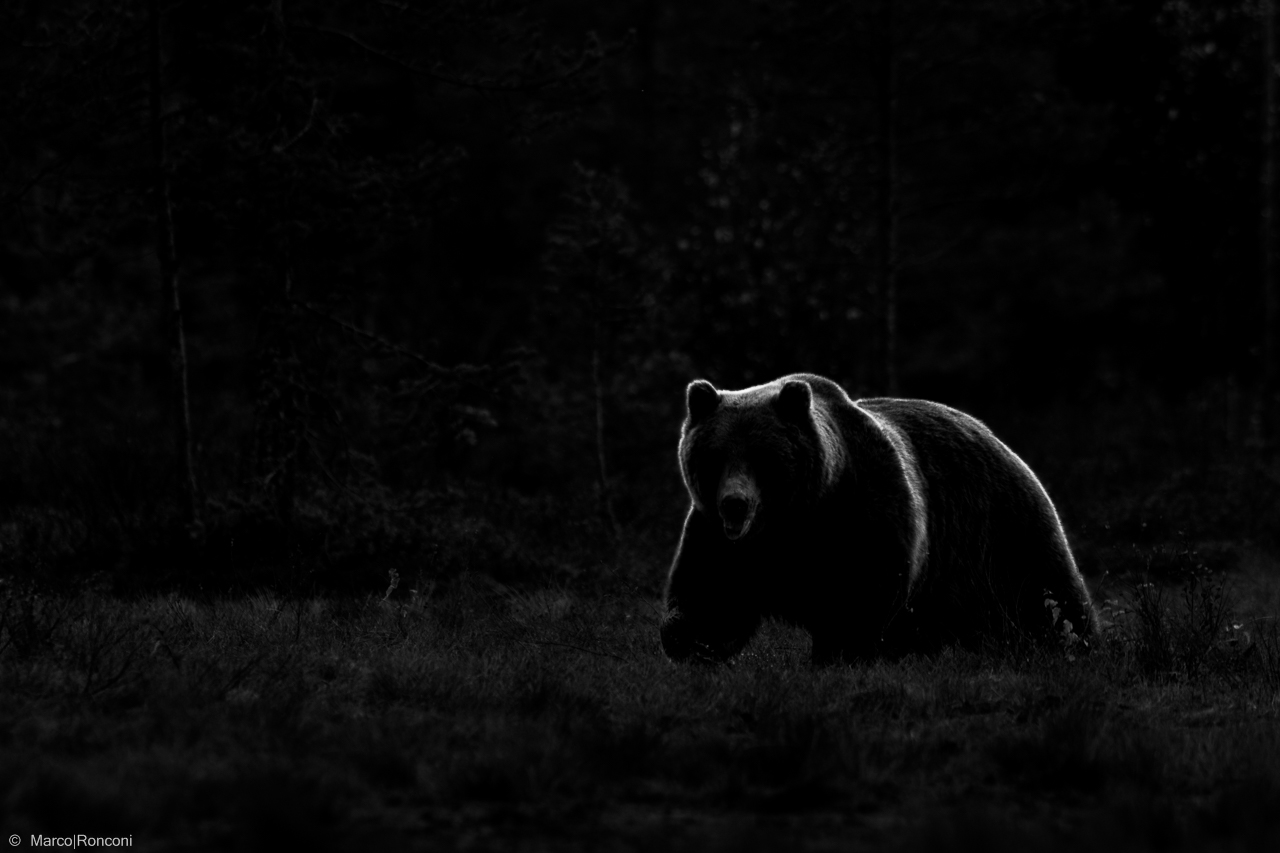 Profili alle ultime luci