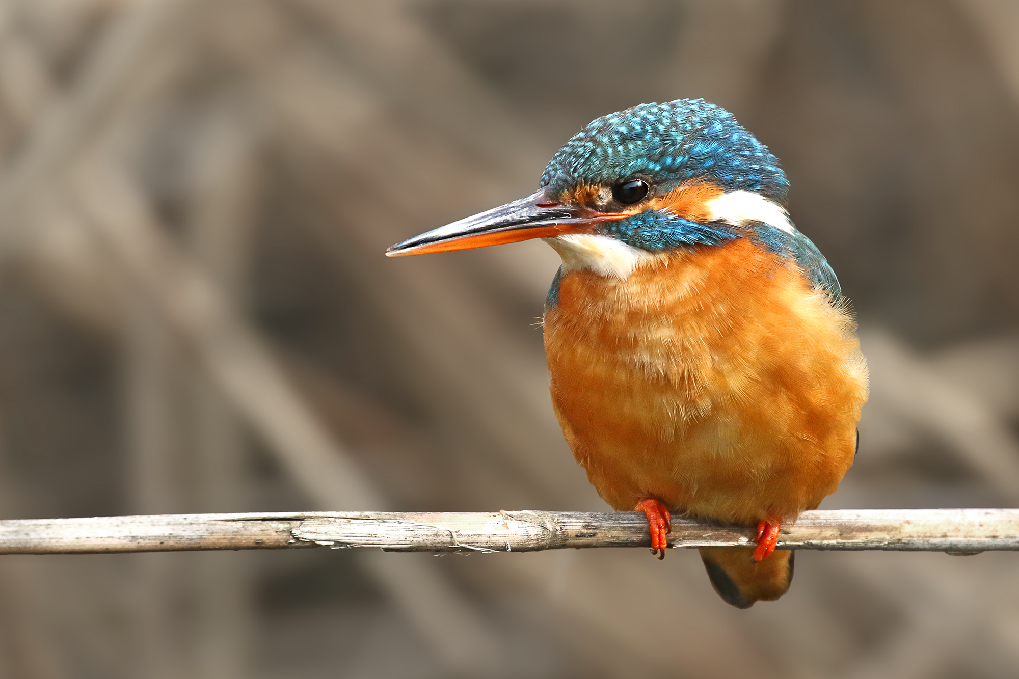 Kingfisher female
