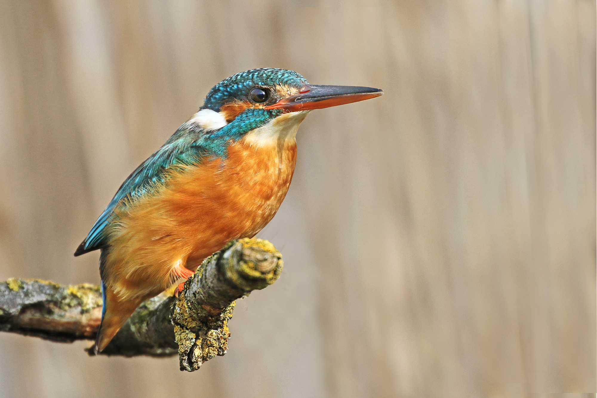 Kingfisher female