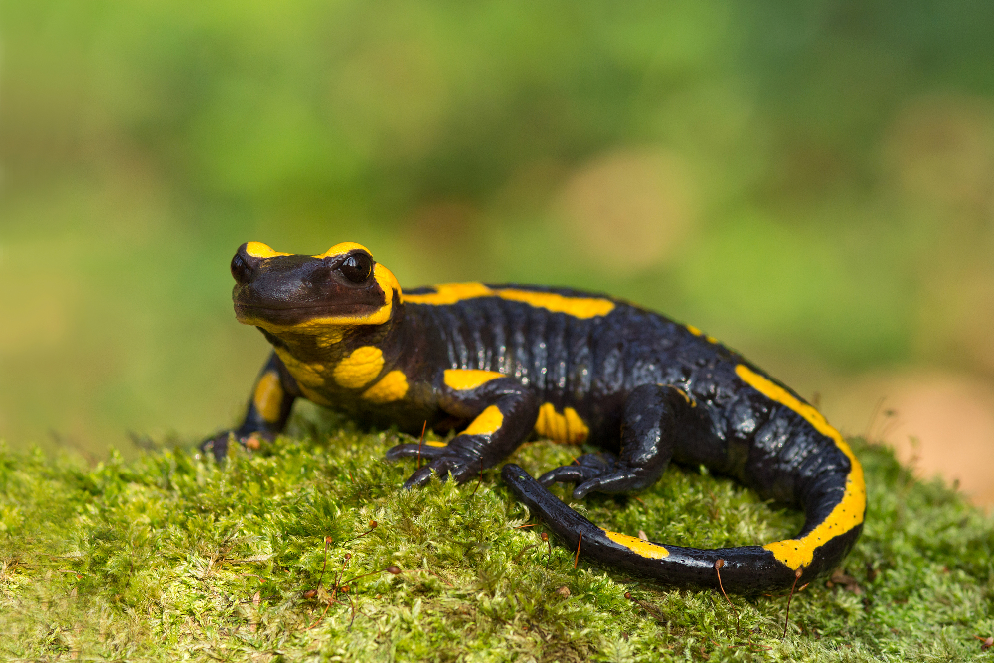 Salamandra salamandra